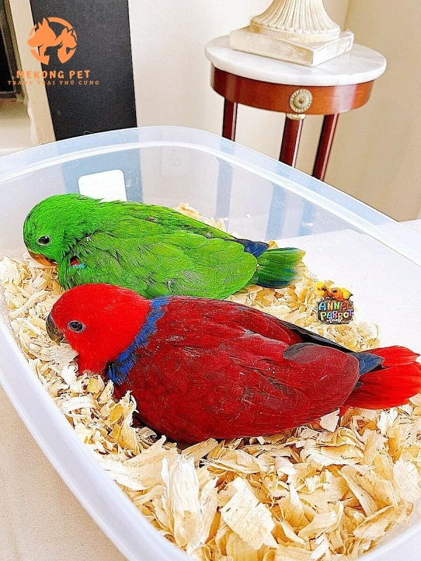 Mua Bán Vẹt Eclectus TPHCM – Địa Chỉ Uy Tín, Giá Tốt